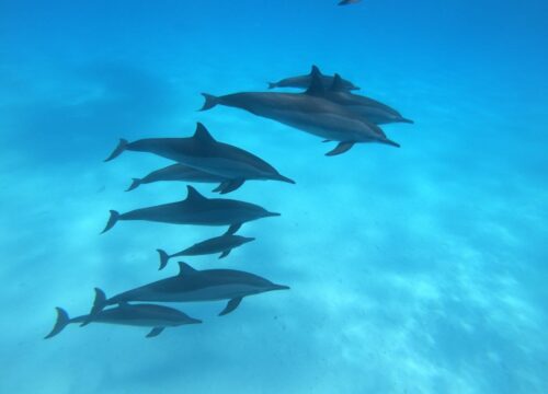 Sataya Dolphin Reef