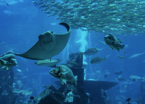 GRAND AQUARIUM z Hurghady