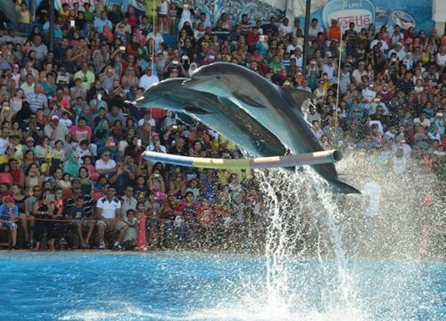 Wycieczka do Delfinarium w Hurghadzie