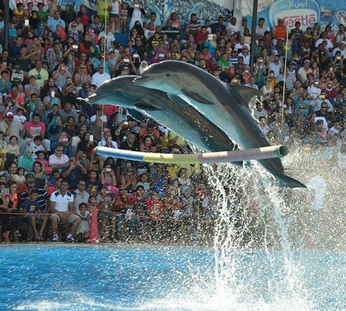 Delfinarium – pokaz delfinów w Hurghadzie
