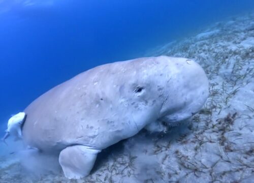Dugong Marsa Alam – Gdzie zobaczyć krowę morską w Egipcie?
