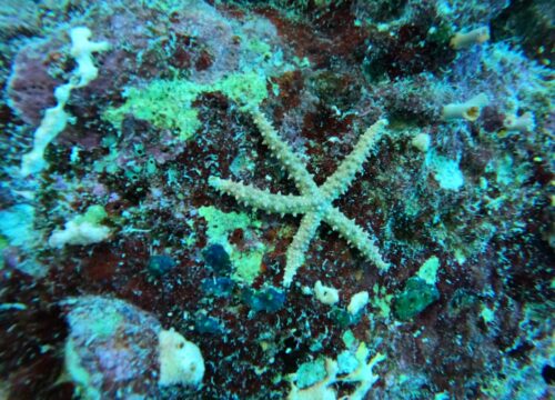 Nurkowanie w Marsa Alam